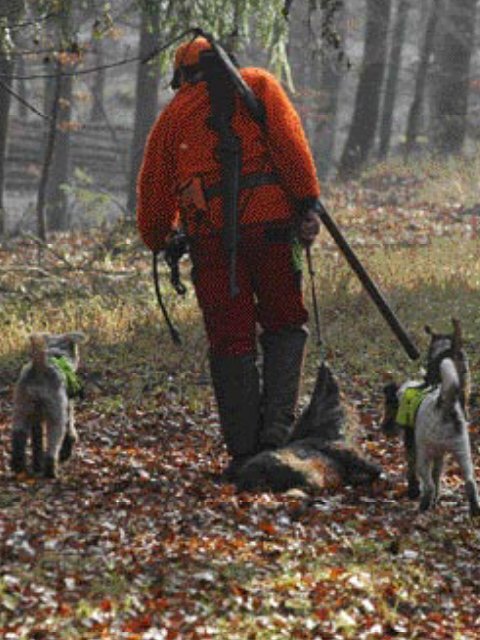 Unsere HUnde - Die Segusius Meute