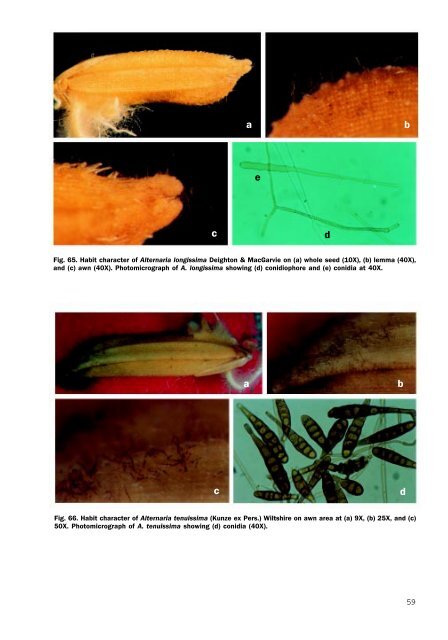 Untitled - International Rice Research Institute