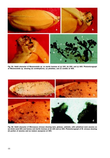 Untitled - International Rice Research Institute