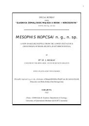 MESOPHIS NOPCSAI n. g., n. sp.