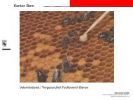 Referat Walter Gasser Bienen Kommissär Bern als PDF
