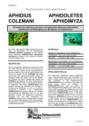 APHIDIUS APHIDOLETES COLEMANI APHIDIMYZA - Omya Agro