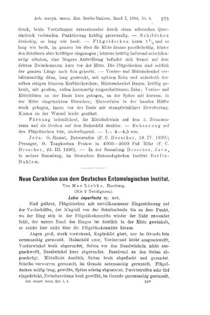 Neue Carabiden aus dem Deutschen Entomologischen Institut.