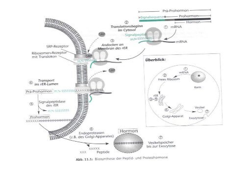 Synthese von Peptid- und Proteohormone