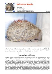 Berichte_files/Junge Igel mit Raeude.pdf