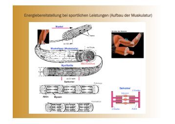 Energiebereitstellung bei sportlichen Leistungen (Aufbau der ...