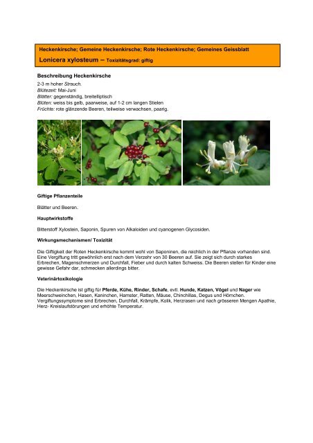 Giftige Wild- und Gartenpflanzen H – R