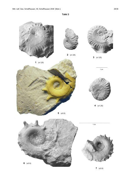 Ammoniten-Gattungen Oxydiscites und Cymaceras vom ... - NGSH