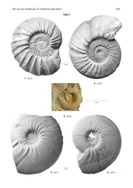 Ammoniten-Gattungen Oxydiscites und Cymaceras vom ... - NGSH