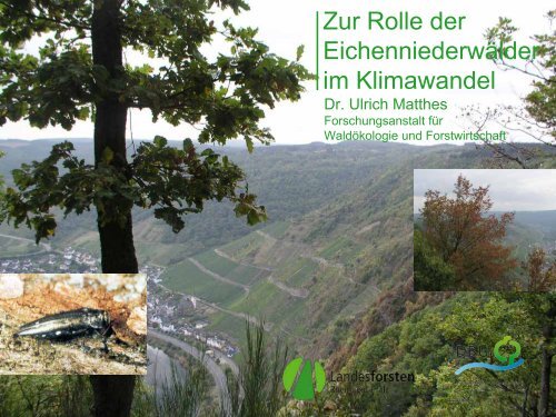 1,9 MB - Niederwälder in Rheinland-Pfalz