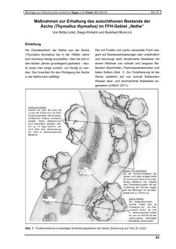 063-070_LIEBE_KRAEMER_BEINLICH_Aeschenbestand_FFH_Nethe.pdf