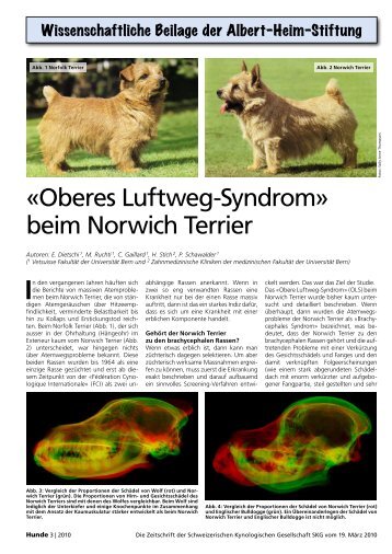 Oberes Luftweg-Syndrom» beim Norwich Terrier - Albert-Heim-Stiftung