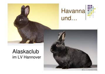 Alaska und Havanna - LV Hannover
