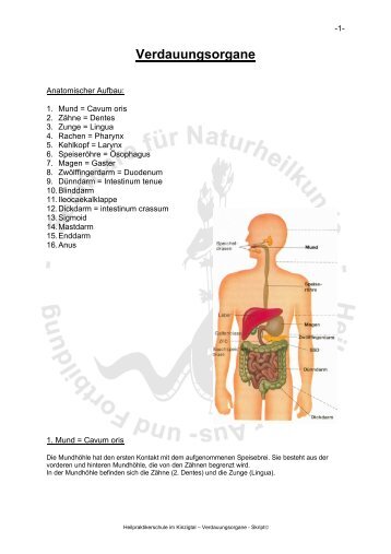 Verdauungsorgane - Heilpraktikerschulung.de