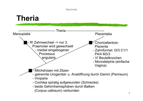 Systematik der Mammalia - Nitsche-benjamin.de