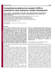 Coxsackievirus-adenovirus receptor (CAR) is essential for ... - MDC