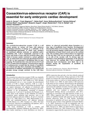 Coxsackievirus-adenovirus receptor (CAR) is essential for ... - MDC