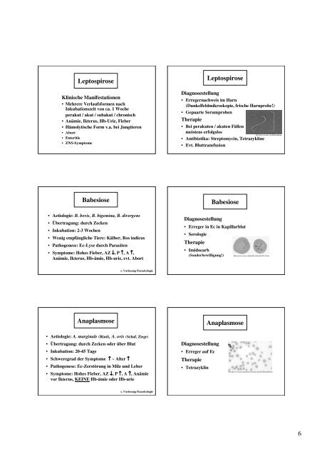 PowerPoint - Blutkrankheiten beim Wdk 2007