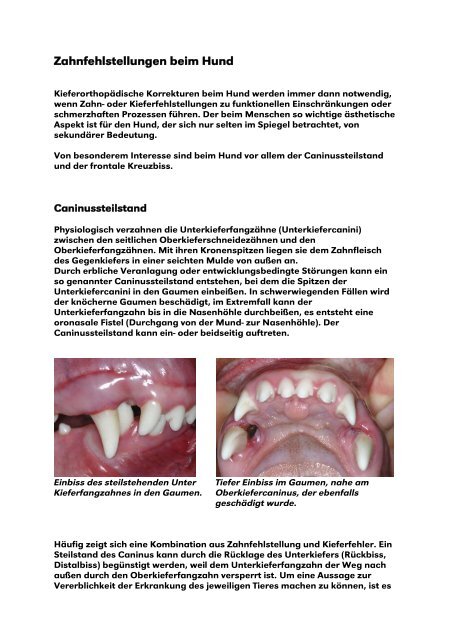 Zahnfehlstellungen beim Hund - vet-dent.com