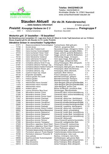 Preishit: Knospige Verbene im C 3