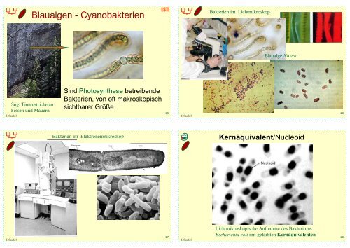 Biologie f. Pharmazeuten (1) - 23mb - PharmXplorer