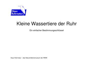 Kleine Wassertiere der Ruhr - Haus Ruhrnatur