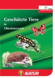 Geschützte Tiere in Oö. - Micheldorf