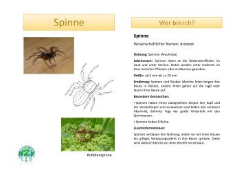 Spinne