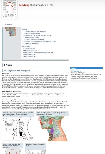 Diese Seite zum Download - Teaching*TheHumanBrain