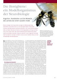 Die Honigbiene: ein Modellorganismus der Neurobiologie