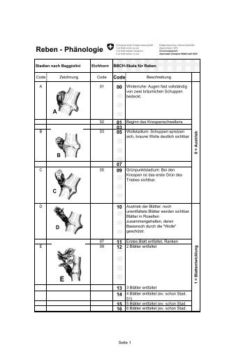Edition, 2001 edited by uwe meier. Bbch Stadien Weinrebe - Entwicklungsstadien der Rebe (BBCH Code)