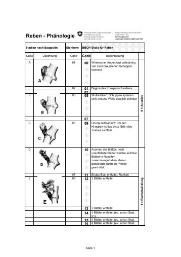 Phänologische Entwicklungsstadien der Rebe - AGROMETEO
