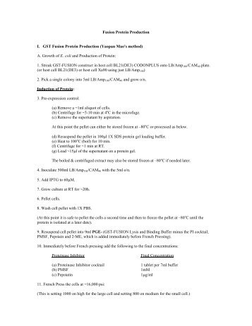 GST Fusion Protein Production