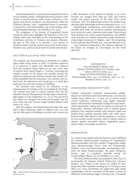 Hydrocoryne iemanja (Cnidaria) - Instituto de Biociências - USP