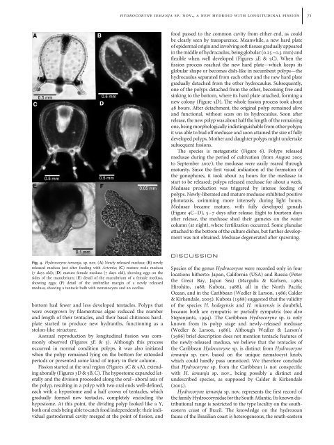 Hydrocoryne iemanja (Cnidaria) - Instituto de Biociências - USP