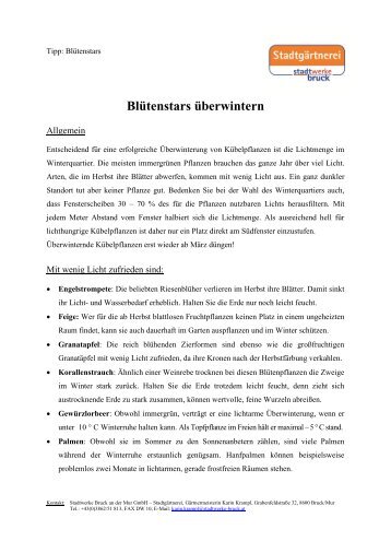 Blütenstars überwintern - Stadtwerke Bruck