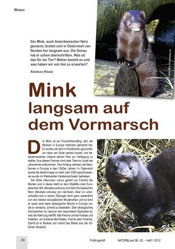 Mink langsam auf dem Vormarsch - Naturschutzbund