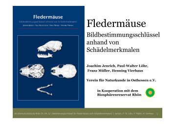 Jenrich-Fledermaus [Kompatibilitätsmodus] - Rhoennatur.de