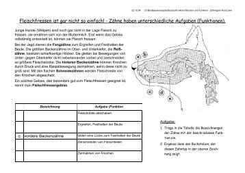 Struktur und Funktion: Zahntypen beim Hund