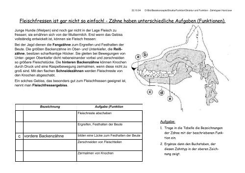 Struktur und Funktion: Zahntypen beim Hund