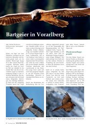 Bartgeier in Vorarlberg - Vorarlberger Jägerschaft