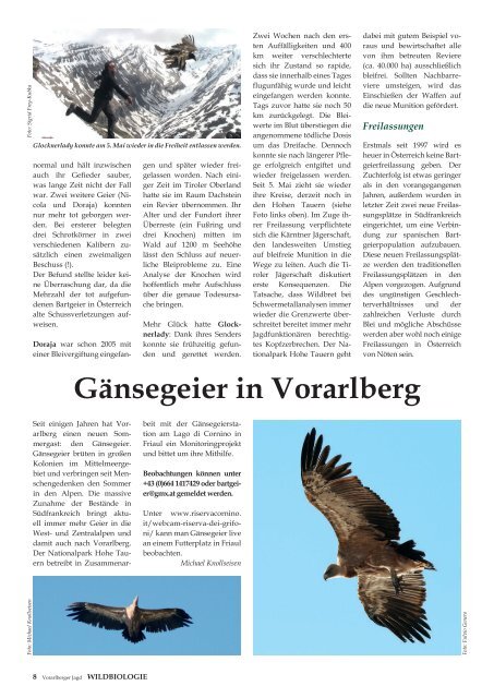 Bartgeier in Vorarlberg - Vorarlberger Jägerschaft