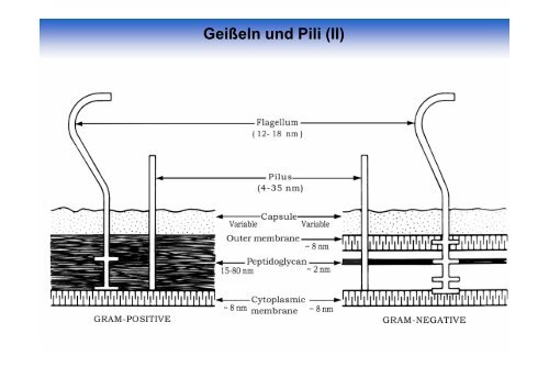 Vorbesprechung 1. Tag - Mikrobiologie und Weinforschung