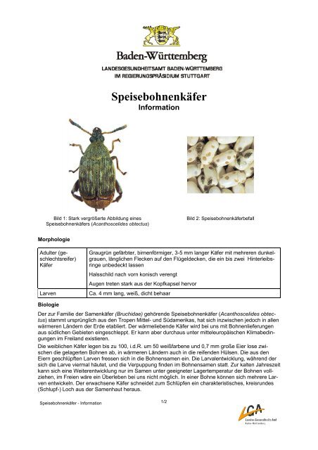 Speisebohnenkäfer-Information