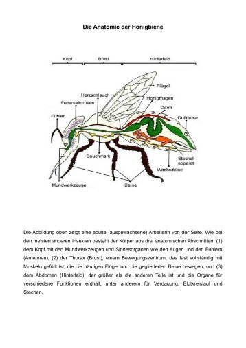 Die Anatomie der Honigbiene - Bienenzuchtverein Sulzbach ...