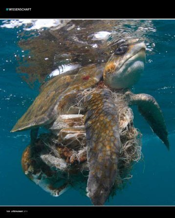 pWISSENSCHAFT - tintenfisch - text und konzept