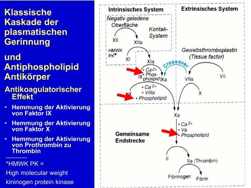 Hämostaseologie II - Hämatologie und Onkologie Rostock