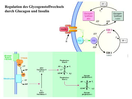 Rezeptoren