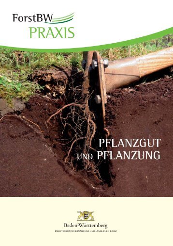 Pflanzgut und Pflanzung - ForstBW