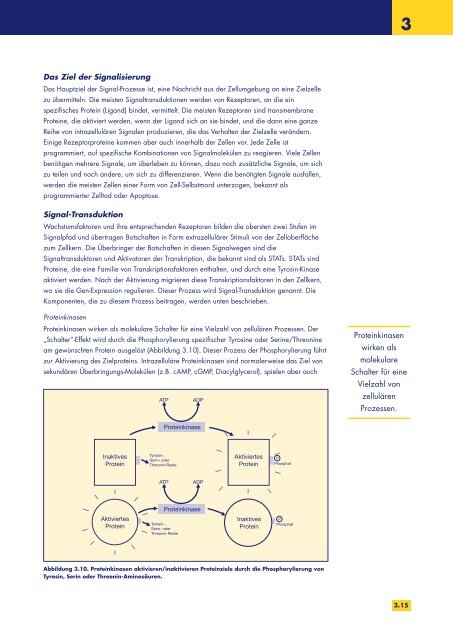 Biologische Therapien und Krebs - the European Oncology Nursing ...